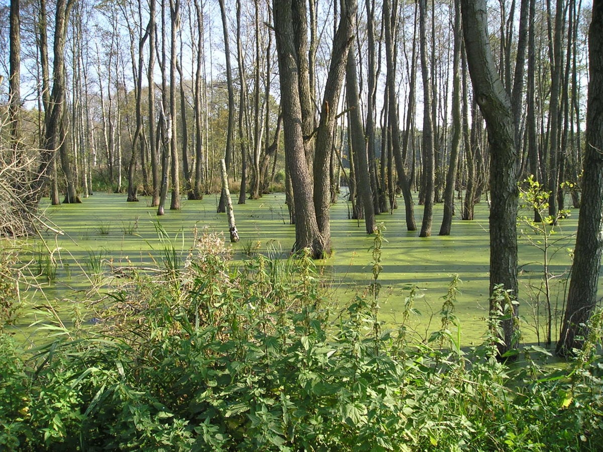 Moorlandschaft im Müritz-Nationalpark
